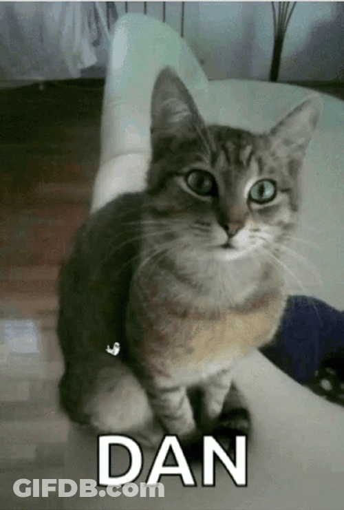 Tabby Party Cat GIF