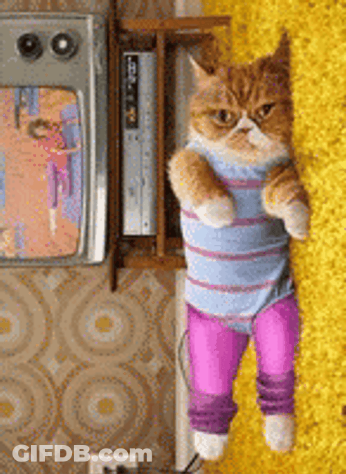 Taby Cat Aerobics In Yoga Pants GIF