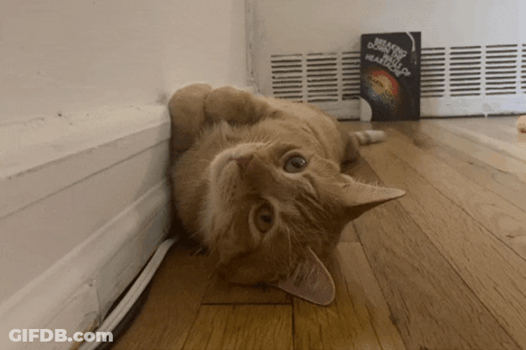 Tail Moving Cat Burmese GIF