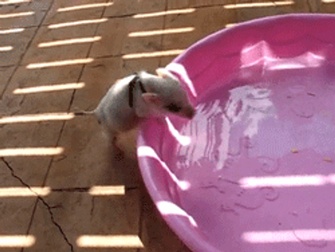 Take A Bath And Squeal Like A Pig GIF