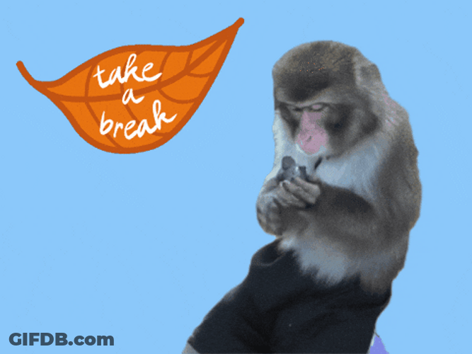 Take A Break Monkey Eating GIF