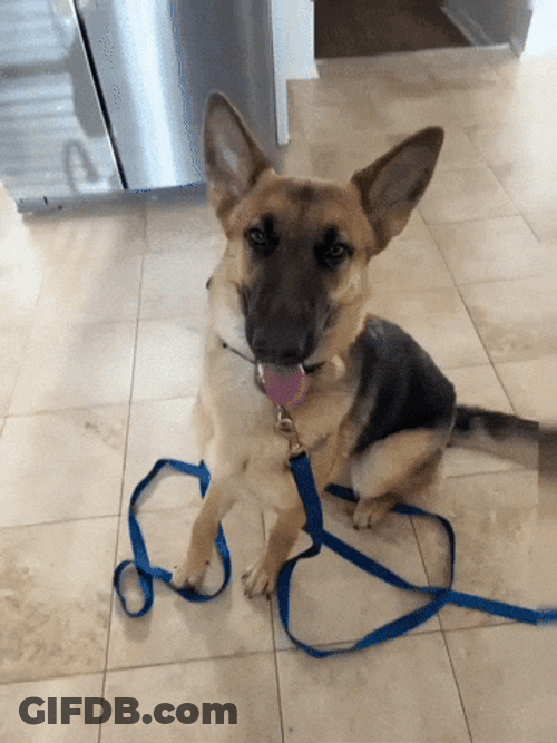 Take A Sit German Shepherd GIF