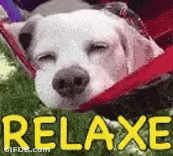 Take It Easy Dog Relaxing GIF
