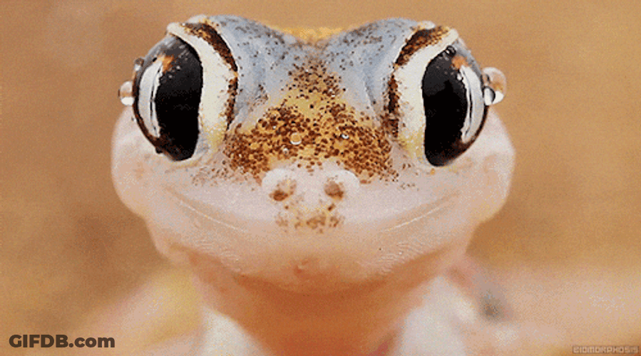 Take Me Now Gecko Tongue Out GIF