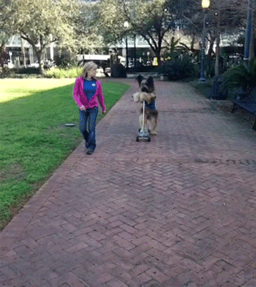 Talented Big Dog Driving Scooter GIF