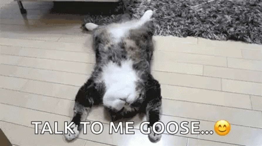 Talk To Me Goose Cat Bored GIF
