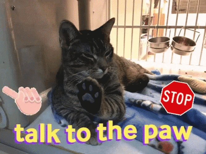 Talk To The Hand Or My Paw GIF