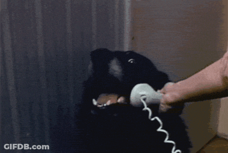 Talkative On Call Dog Meme GIF