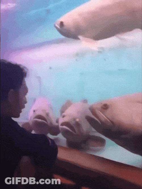 Talking To Fish Speaking GIF