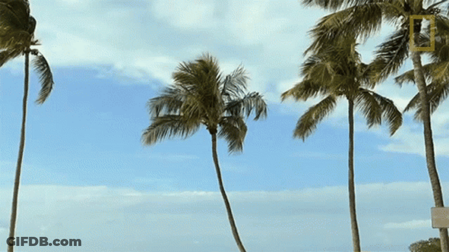 Tall Coconut Tree GIF