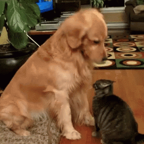 Tall Golden Retriever Patting Short Cat's Head GIF