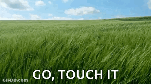 Tall Green Grass Field With Go Touch It GIF