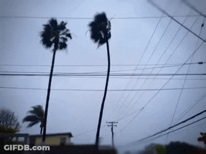Tall Palm Trees Time Lapse GIF