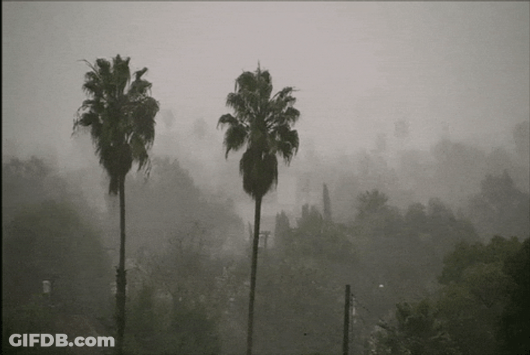 Tall Slender Palm Trees Standing Tall GIF