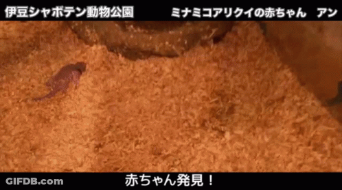 Tamandua Anteater GIF