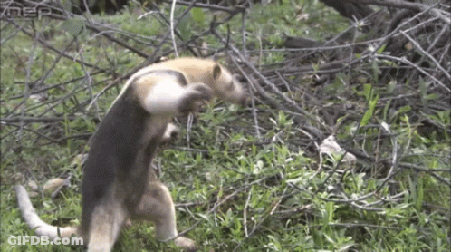 Tamandua Anteater GIF