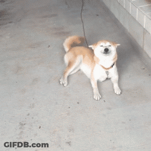 Tame Shiba Inu Dog Cute Smile GIF