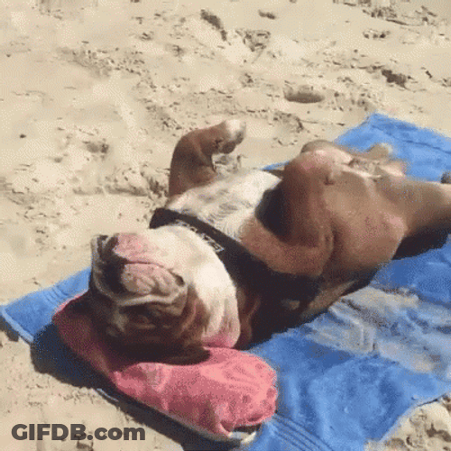 Tanning Relaxed Bully At Beach GIF