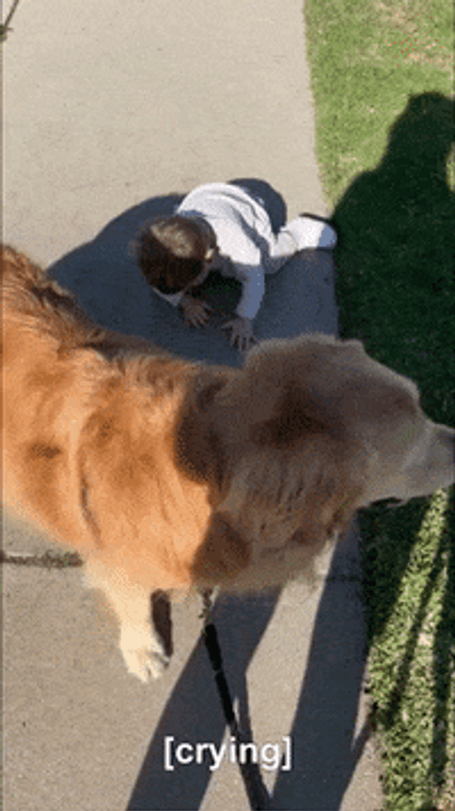 Tantrum Kid Crying Dog Watching GIF