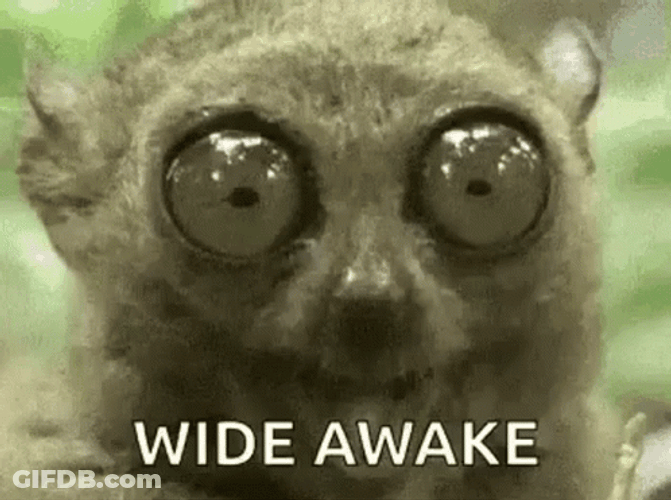 Tarsier Wide Eyes Im Wide Awake GIF