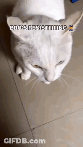 Taser Cat Resist Cat GIF