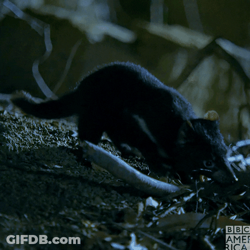 Tasmanian Devil Carrying A Twig GIF