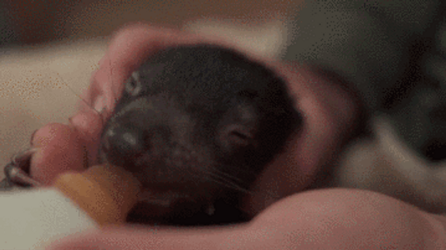 Tasmanian Devil Drinking Milk GIF