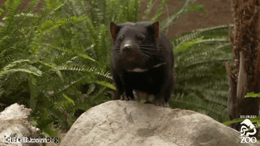Tasmanian Devil On A Rock GIF