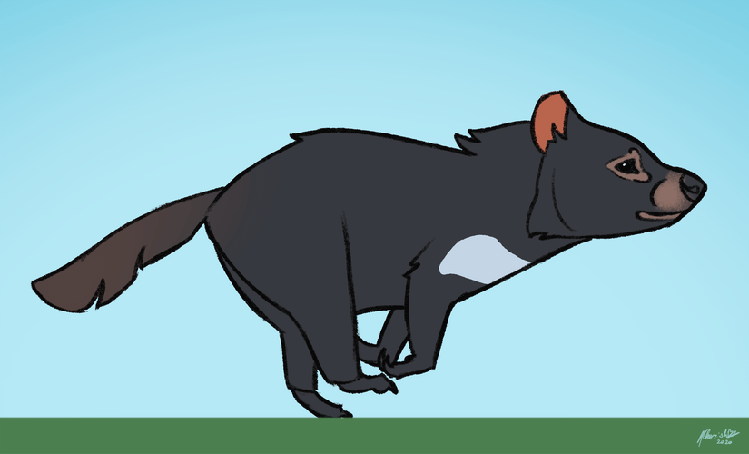 Tasmanian Devil Running GIF
