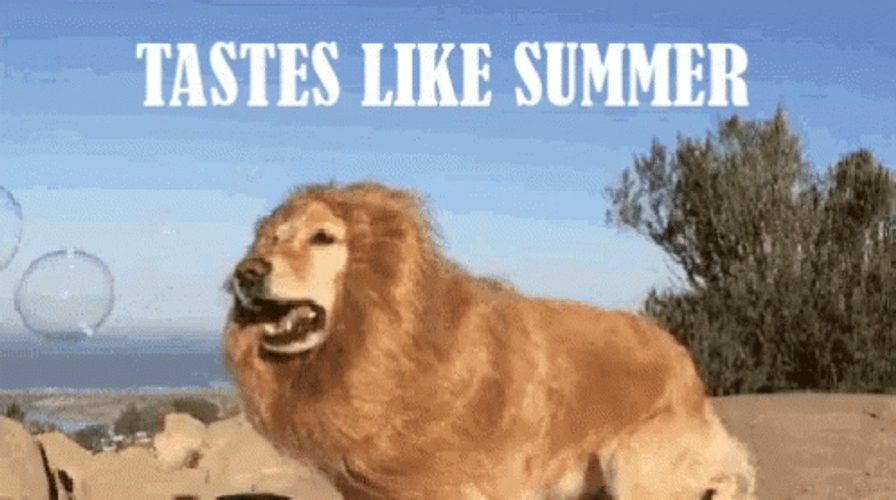 Tastes Like Summer Break GIF