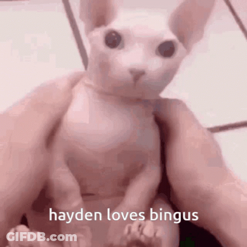 Taylor Swift Have A Great Day Hayden GIF