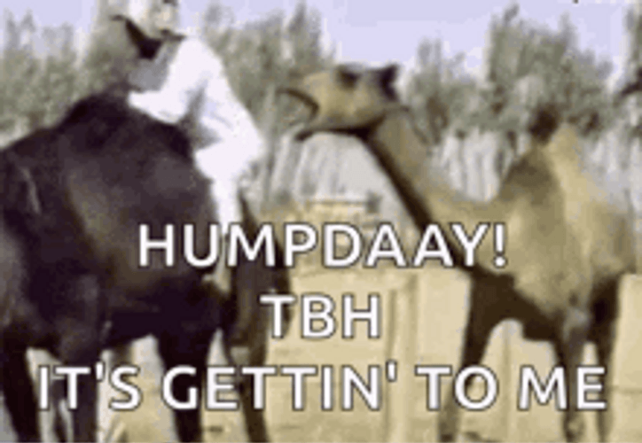 Tbh Hump Day Camel Getting To Me GIF