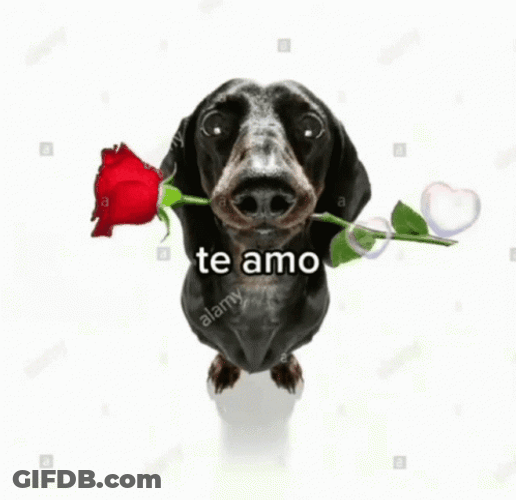 Te Amo Bts V Taehyung Dog Rose GIF