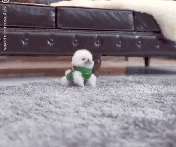 Teacup Dog Running Around The Carpet GIF