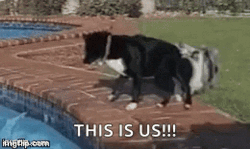 Team Building 2 Dogs Teamwork GIF