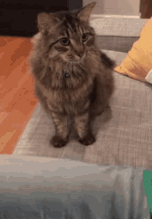 Teamwork Cat Hand In GIF
