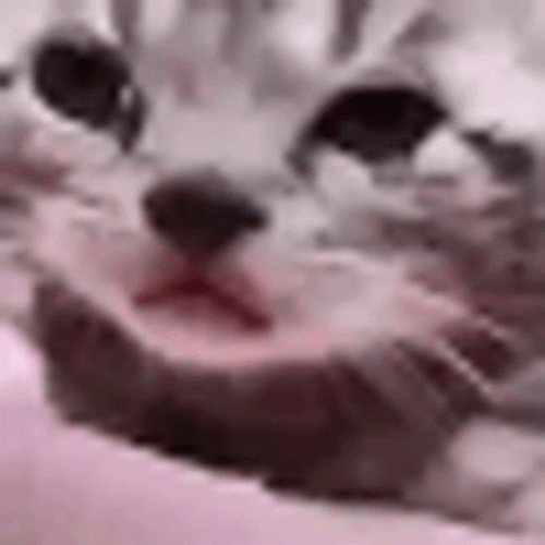 Teardrops Tiny Little Kitten Cat Crying GIF