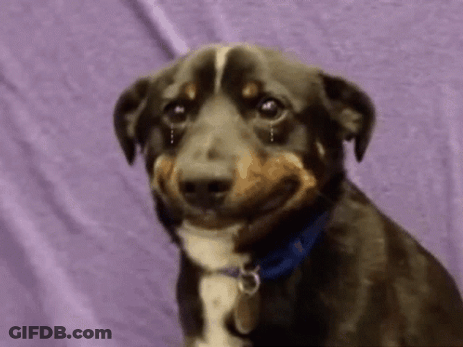 Teary Eyed Sad Puppy GIF
