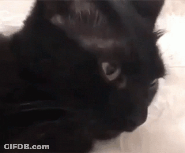 Teasing Black Cat Tongue Out GIF