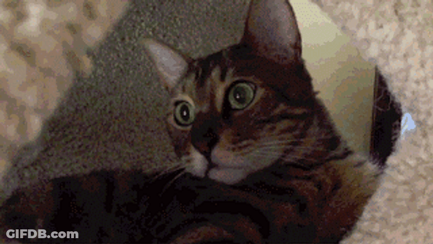 Teasing Cat Animal Annoyed Attack GIF