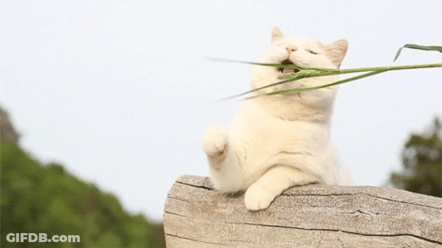 Teasing Cute Cat Grass Food GIF