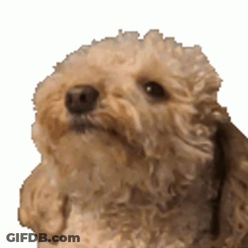 Teasing Dog Laughing GIF