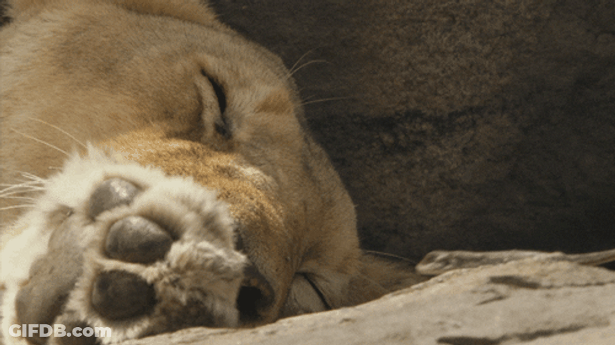 Teasing Lizard Sleeping Lion GIF