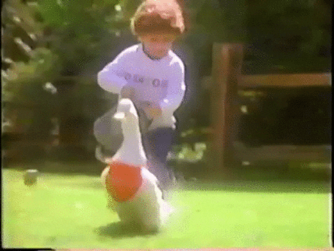 Teasing Water Duck Running Away GIF