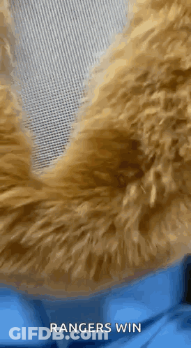 Teddy Bear Fur Rangers Win GIF