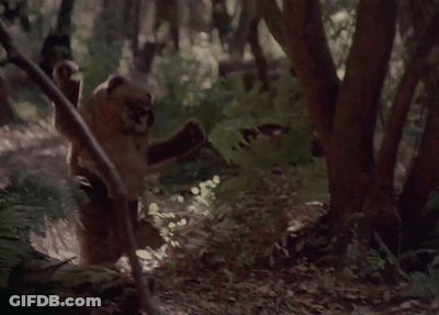 Teddy Bear In Costume Walking Forest GIF