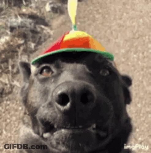 Teddy Bear In Sombrero Holding Taco And Wine GIF
