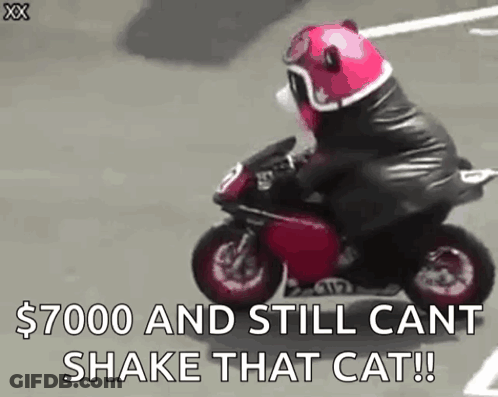 Teddy Bear Riding Motorcycle On Street GIF