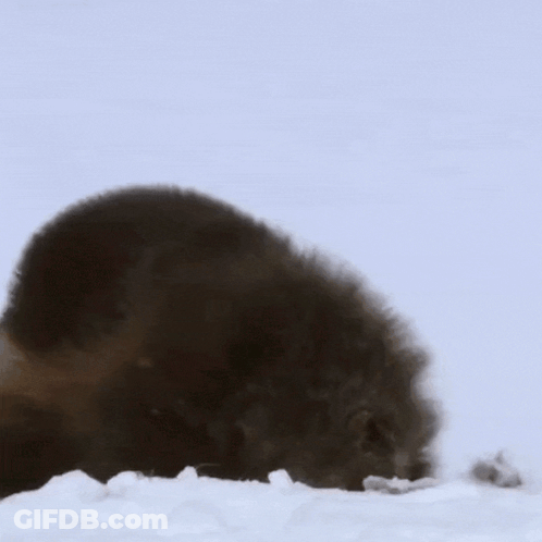 Teddy Bear Says Good Night Now Time To Go I Love You GIF
