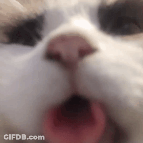Teddy Bear Says I'm Always Here For You GIF